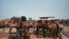 Kamelmarkt in Al Ain/Vereinigte Arabische Emirate
